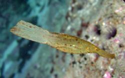 Leafy Ghostpipefish at Maya Bay, Phi Phi Islands. Everyon... by Tobias Reitmayr 